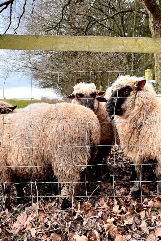 Shropshire: Sheep Trek with the Smallest Sheep in the World - Practical Details: Booking, Duration, and Accessibility