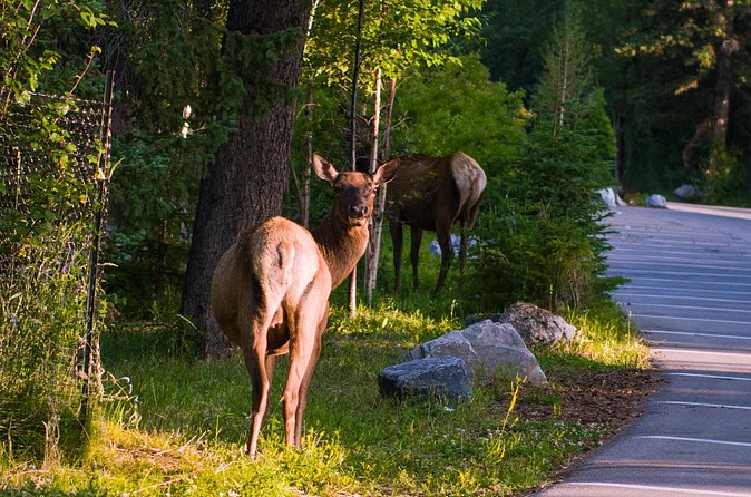 Shuttle Service between Canmore, Banff, Moraine Lake, Lake Louise - The Benefits of Booking This Shuttle