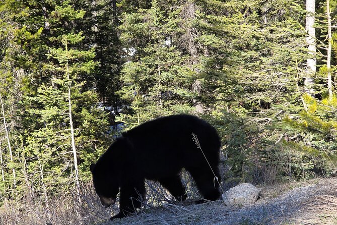 Shuttle Service between Canmore, Banff, Moraine Lake, Lake Louise - Limitations and Who Will Appreciate This Tour