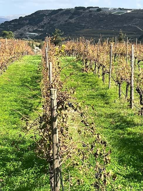 Shuttle & Wine Experience at Lyrarakis Winery - Guided Vineyard and Cellar Tour