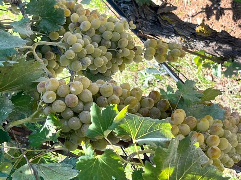 Shuttle & Wine Experience at Lyrarakis Winery - Enhance Your Experience with a Cretan Food Upgrade