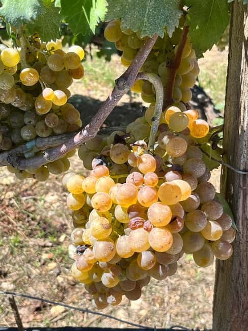 Shuttle & Wine Experience at Lyrarakis Winery - Practical Details and Booking Information