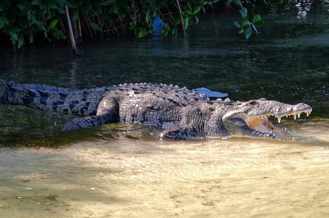 Sian Kaan Reserve Private Bike Tour - Spotting Crocodiles at Crocodile Bridge