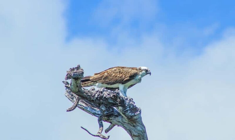 Sian Ka'an Reserve: Safari and Snorkeling Tour. - Dolphin and Turtle Sightings in Open Sea