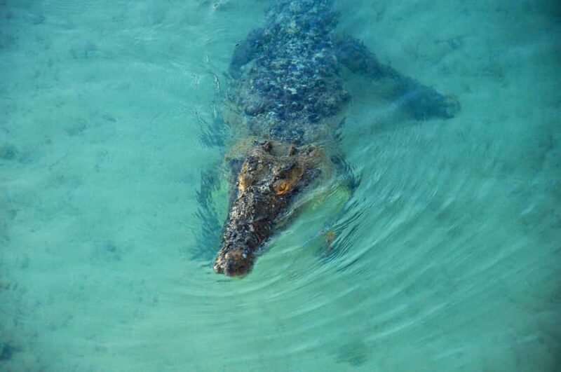 Sian Ka'an Reserve: Safari and Snorkeling Tour. - Snorkeling at Punta Allen Reef in Crystal Waters