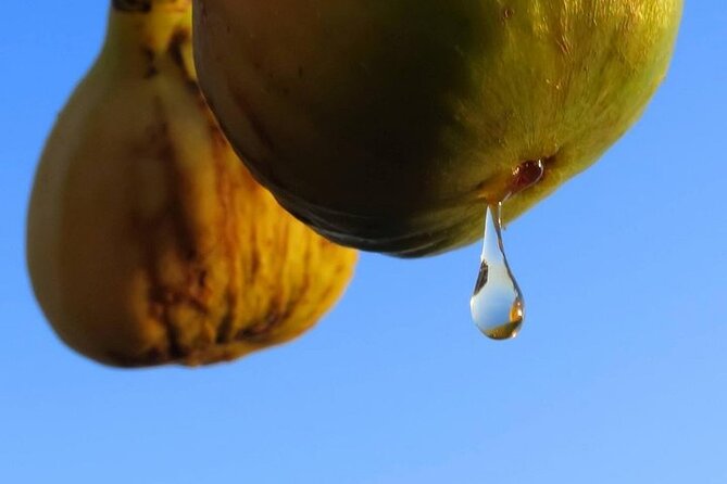 Sibenik Tour from Zadar - Leisure Time in Šibenik for Sightseeing and Dining
