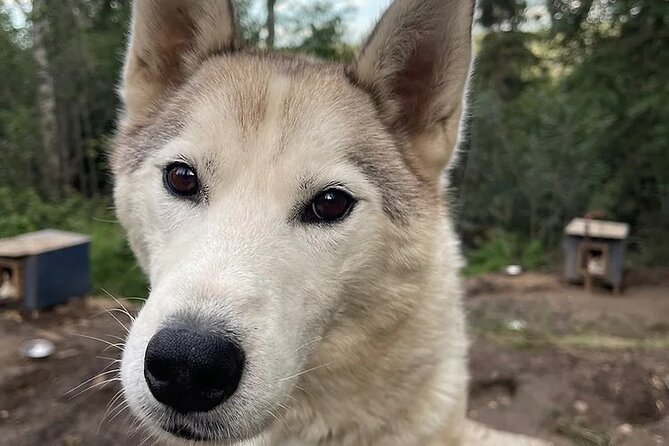 Siberian Husky Kennel Tour in Fairbanks Alaska - Key Points