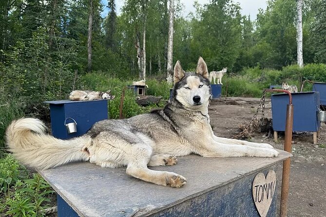 Siberian Husky Kennel Tour in Fairbanks Alaska - Visiting the Old-World Siberian Husky Kennels in Fairbanks