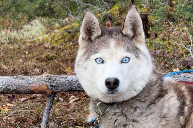Siberian Husky Kennel Tour in Fairbanks Alaska - Learning About Off-Grid Living in Alaska