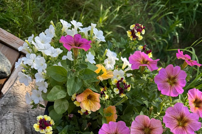 Siberian Husky Kennel Tour in Fairbanks Alaska - Accessibility and Family Suitability