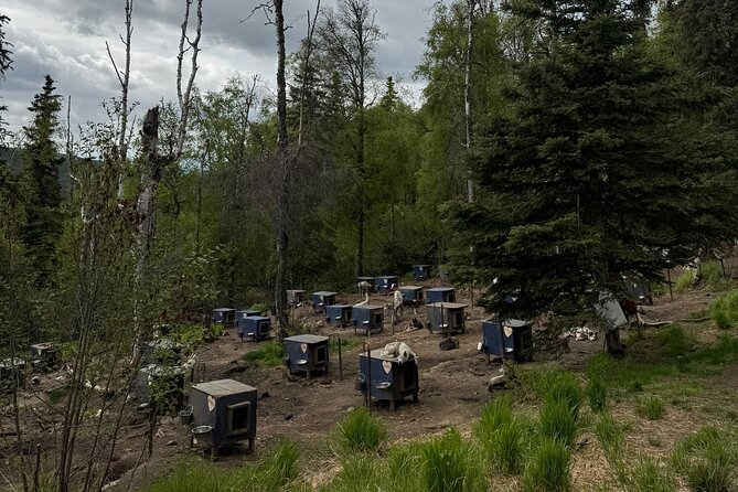 Siberian Husky Kennel Tour in Fairbanks Alaska - Practicalities and Recommendations