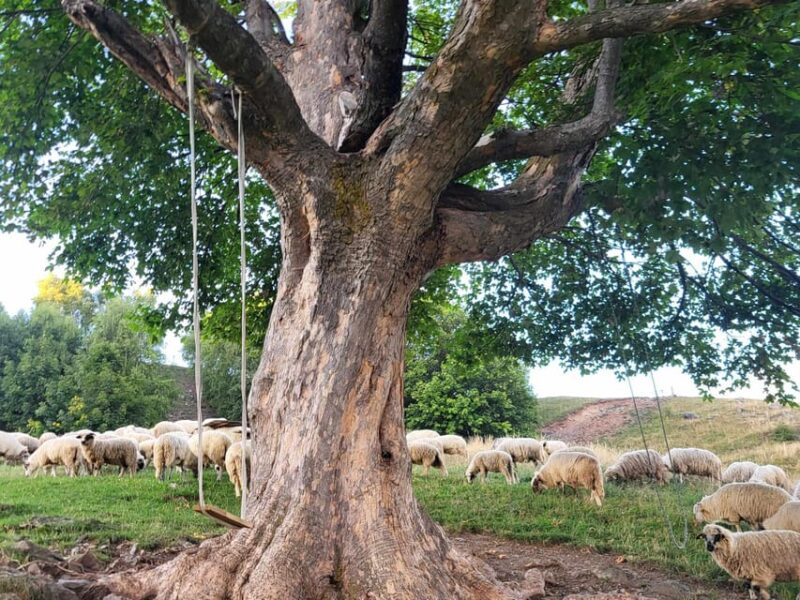 Sibiu: Cindrel Mountains Hike with Traditional Brunch - Traditional Brunch at the MGS Mountain Cabin