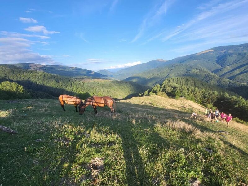 Sibiu: Cindrel Mountains Hike with Traditional Brunch - Why Choose This Experience in Sibiu