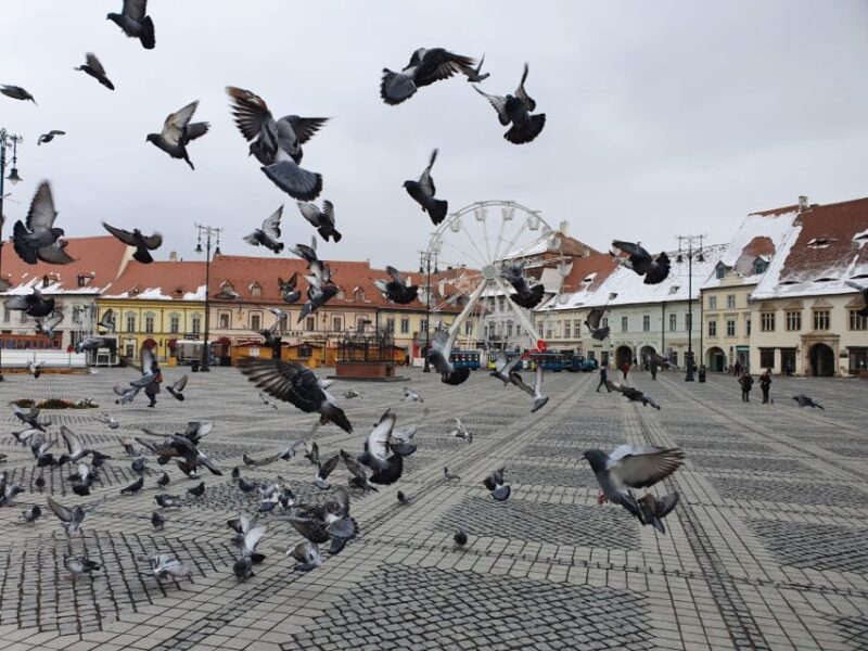 Sibiu City Tour - Private Day Trip from Bucharest - Key Points
