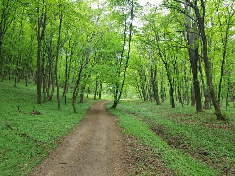 Sibiu panorama by evening, tour of Gusterita Hill - The Atmosphere and Ambience of the Night Walk