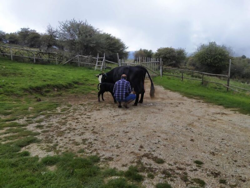 SICILIAN VILLAGES & RICOTTA PARTY departure from Cefalù area - Lunch at a Farmhouse with Local Sicilian Specialties