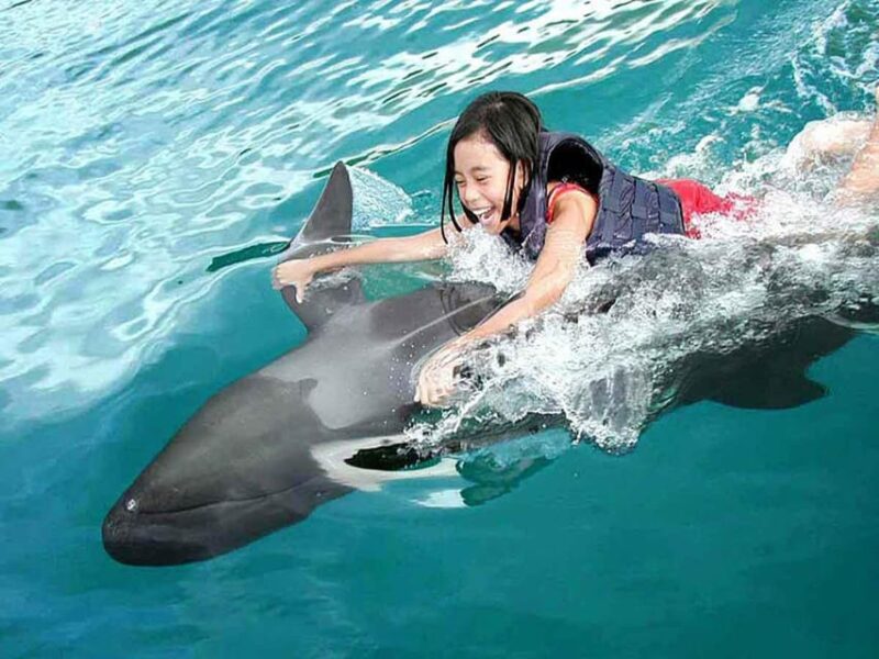 Side/Alanya: Swimming with Dolphins and Dolphin Show - Who Will Love This Tour?