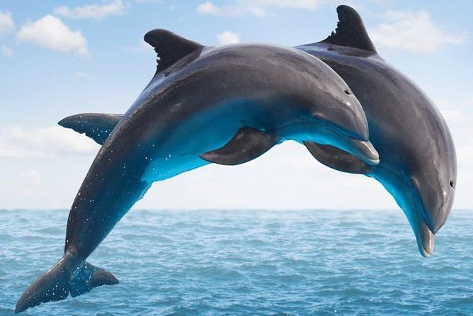 "Side: Boat Adventure to Dolphin Island  Swim and Enjoy Lunch" - An Affordable Full-Day Boat Trip to Dolphin Island from Side