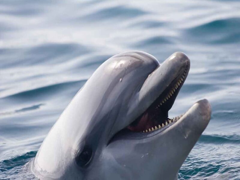 Side: Dolphin Island Boat Tour, Lunch, Sotf Drinks& Swimming - What the Tour Does Not Include