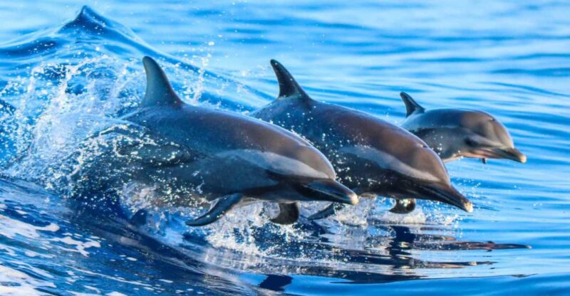 Side: Dolphin Island Boat Trip with Lunch & Unlimited Drinks - The Swim Stops in Crystal-Clear Waters