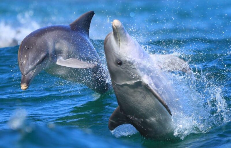 Side: Dolphin Island Boat Trip with Lunch & Unlimited Drinks - Who Will Enjoy This Tour Most?