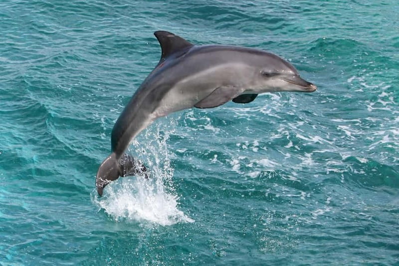 Side: Dolphins Island Cruise with Swimming Stops and Lunch - Swimming and Sunbathing at Scenic Beaches