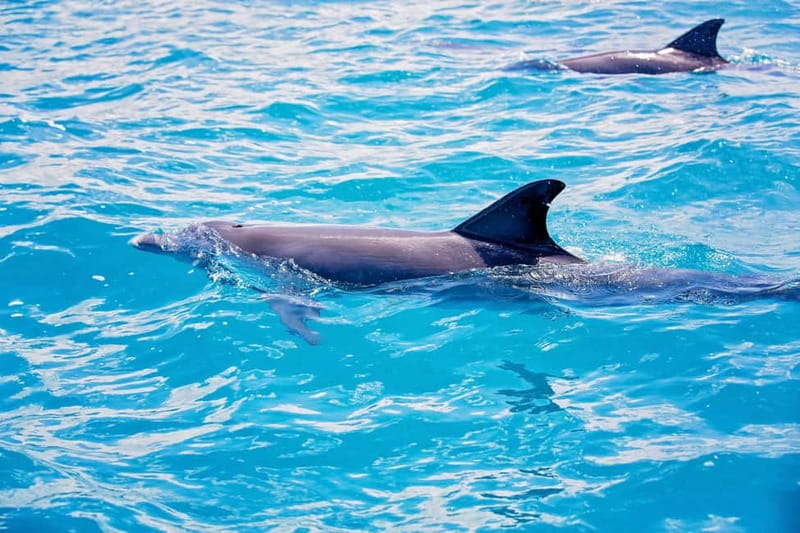 Side: Dolphins Island Cruise with Swimming Stops and Lunch - Price and Value for Money