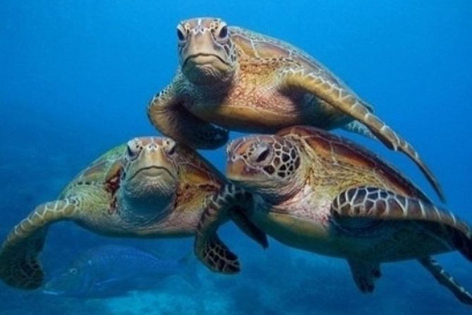 "Side: Scuba Diving in the Fascinating Underwater Museum" - Discover the Underwater Museum of Side: A Guided Scuba Diving Experience