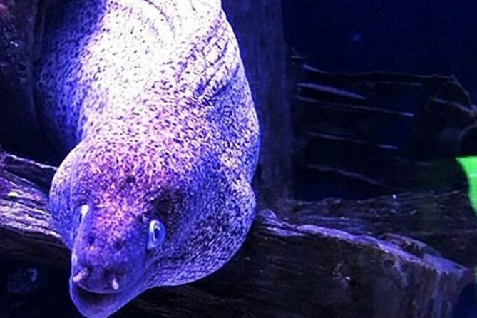 "Side: Scuba Diving in the Fascinating Underwater Museum" - Included and Provided Equipment