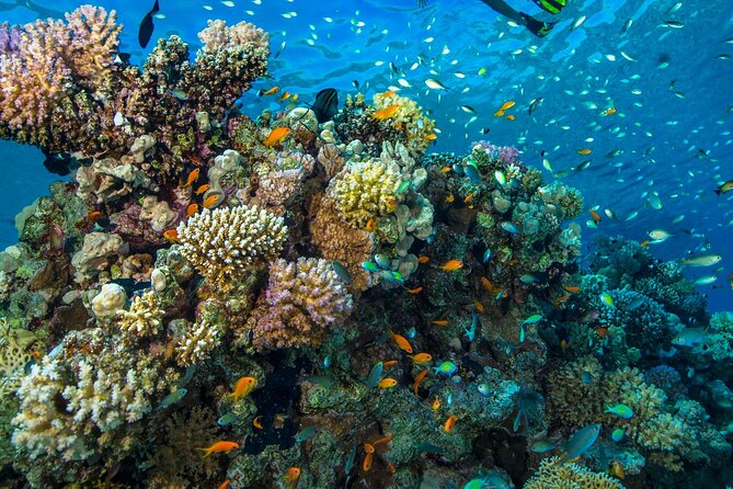 "Side: Scuba Diving in the Fascinating Underwater Museum" - Who Will Appreciate This Tour Most?