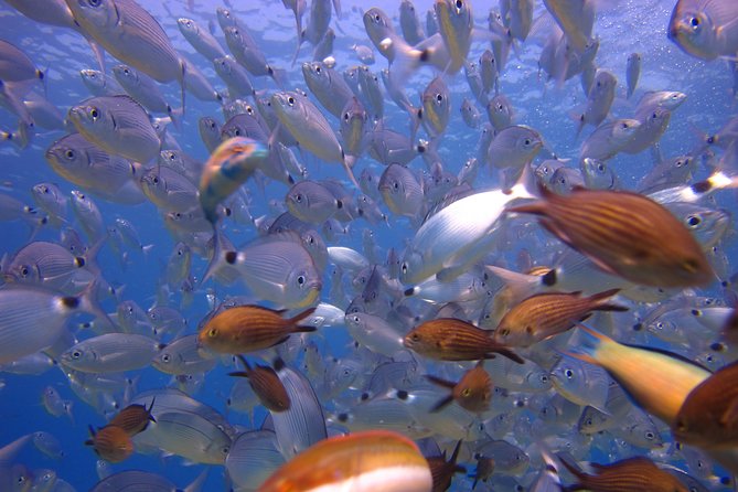 Side: Scuba Diving Under Water Museum - The Lunch Break and Onboard Comforts