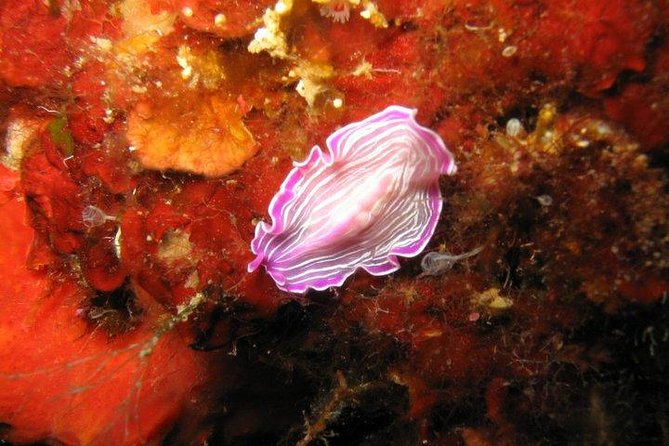 Side: Scuba Diving Under Water Museum - Practicalities: What’s Included and Excluded