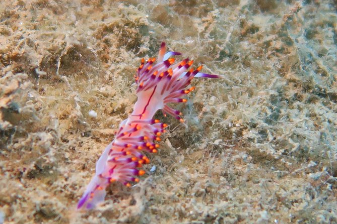 Side: Scuba Diving Under Water Museum - Physical Requirements and Safety Precautions