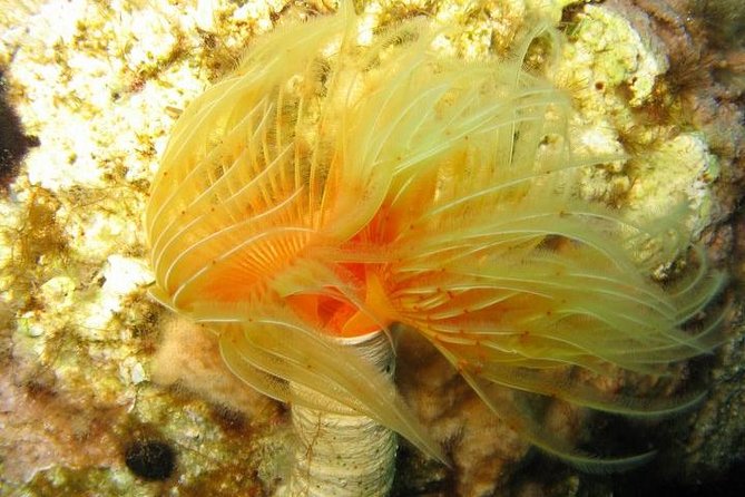 Side: Scuba Diving Under Water Museum - How This Tour Differs from Similar Experiences