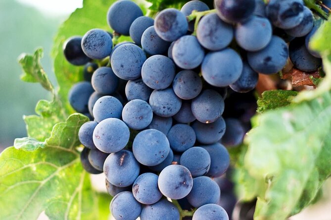 Siena and San Gimignano in Tuscany Private Day Tour - Key Points