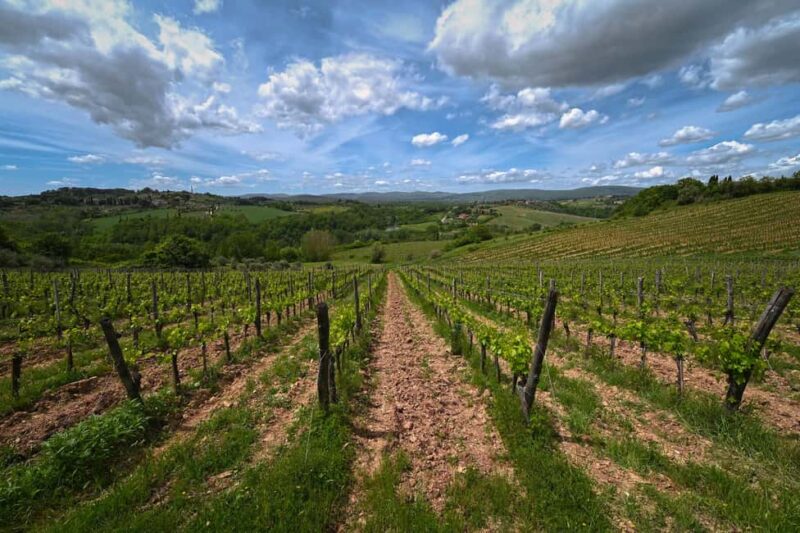 Siena: Educational Wine Tour & Tasting - Enjoy a Light Tuscan Lunch Paired with Wine