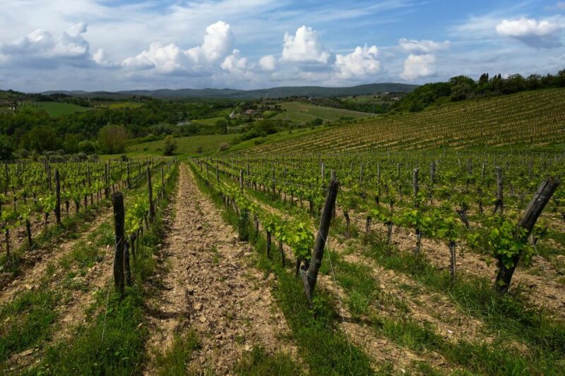 Siena: Organic Winery Tour and Wine Tasting - Scenic Setting and Special Features