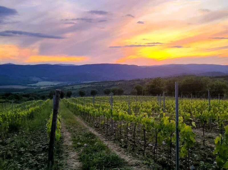 Siena: Podere Arizzi Winery Tour and Tasting - The Scenic Setting of the Etruscan Countryside