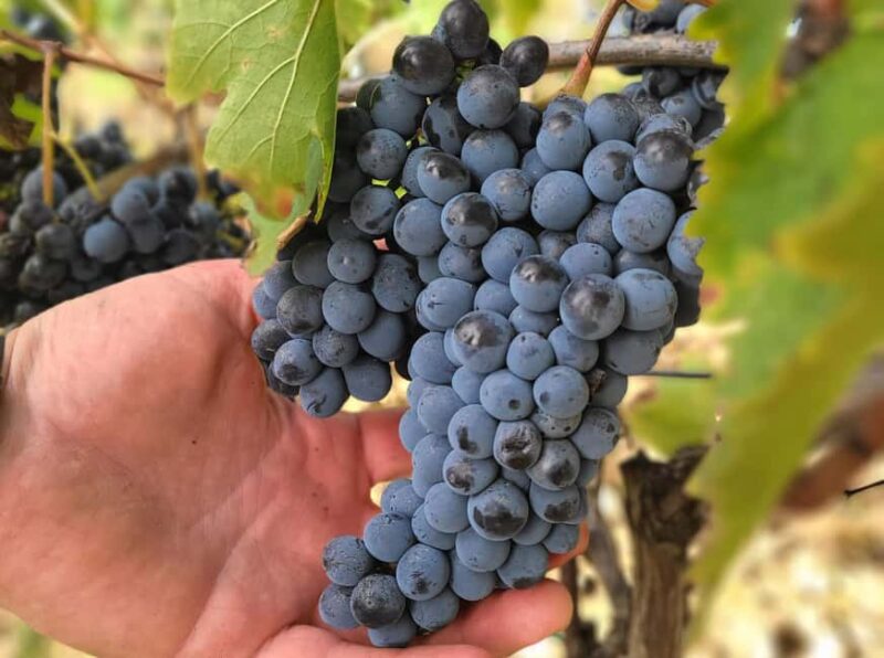 Siena: Podere Arizzi Winery Tour and Tasting - Who Will Enjoy the Podere Arizzi Tour?