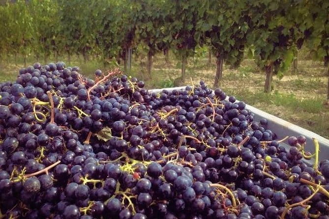 Siena & Tuscany - Key Points