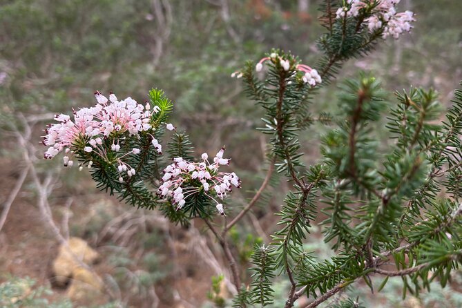 Sierra de Tramuntana hike with transportation and small picnic - Scenic Route Through Serra de Tramuntana
