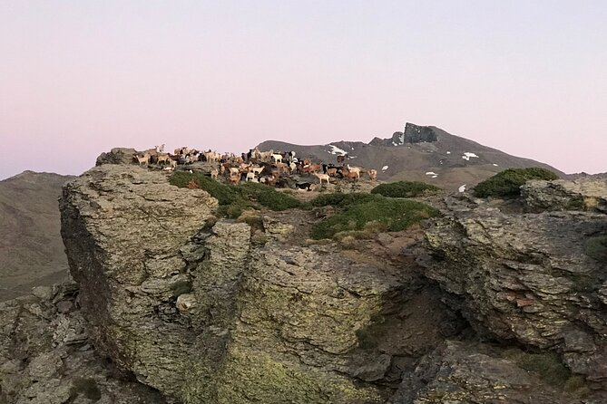 Sierra Nevada Safari 7 hours tour from Granada - Key Points