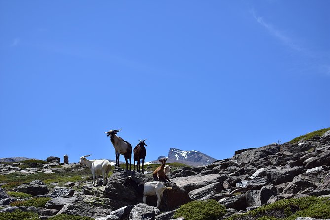 Sierra Nevada Tour (Granada) - Journey to the Sierra Nevada Natural Park