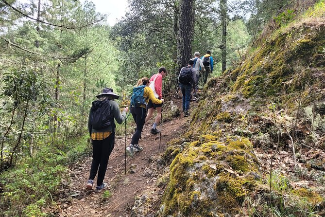 Sierra Norte Hike and Indigenous Village Full-Day Adventure - Observing Native Plants and Flora in the Mountain Forests