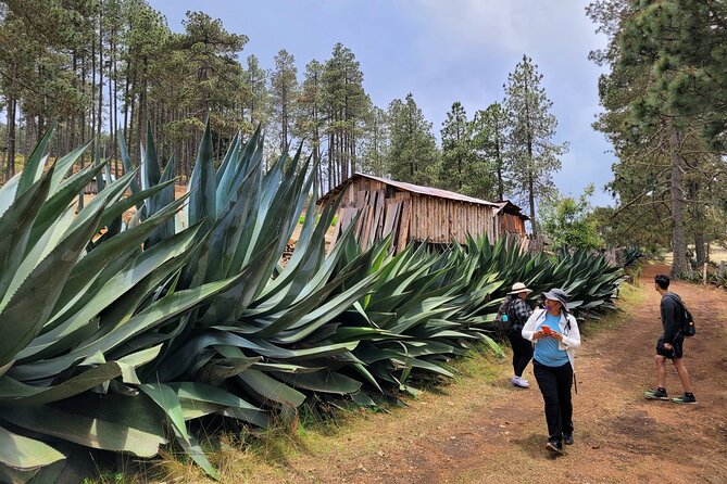 Sierra Norte Hike and Indigenous Village Full-Day Adventure - Authentic Mountain Lunch in Cuajimoloyas Village