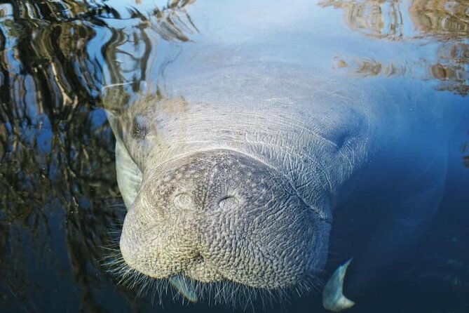 Siesta Key Guided Eco Tour - Exploring Jim Neville Marine Preserve by Kayak