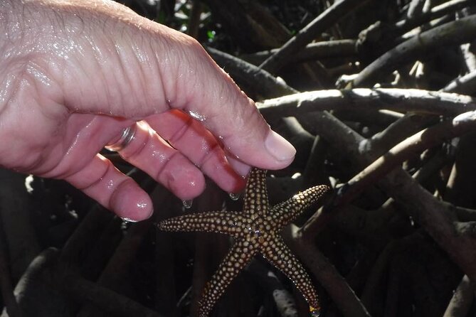 Siesta Key Guided Eco Tour - Physical Requirements and Accessibility