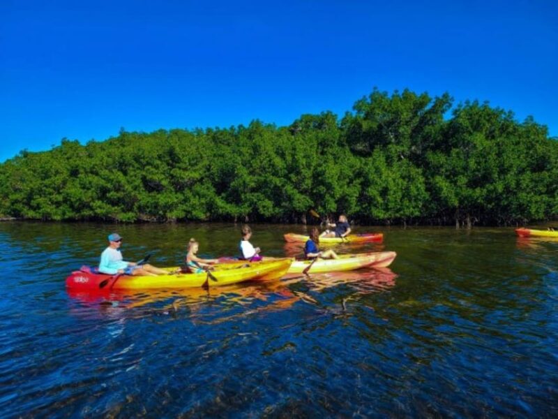 Siesta Key: Mangrove Kayak or Paddleboard Tour - Final Thoughts on the Siesta Key Mangrove Tour