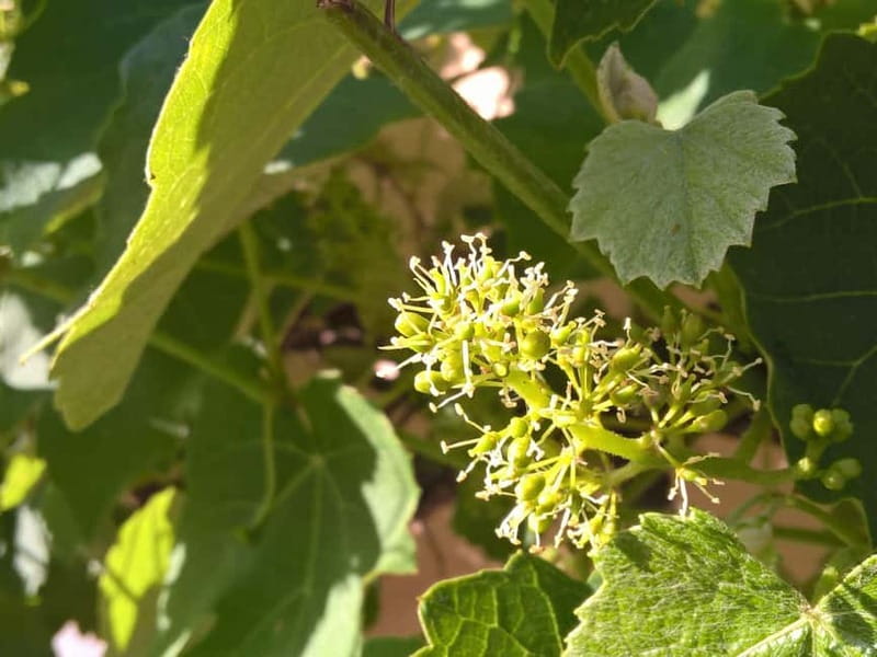 Sighisoara & wine tasting (from Cluj) - Journey Through the Medieval Fortress of Sighisoara