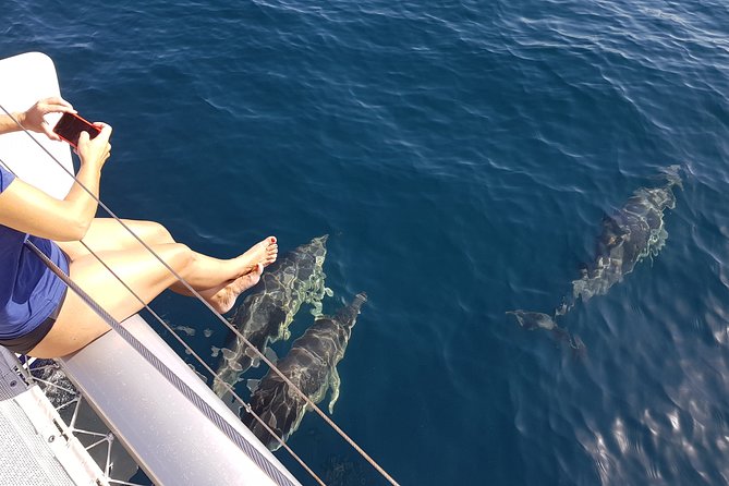 Sighting Dolphin Trip Estepona, Marbella - Key Points